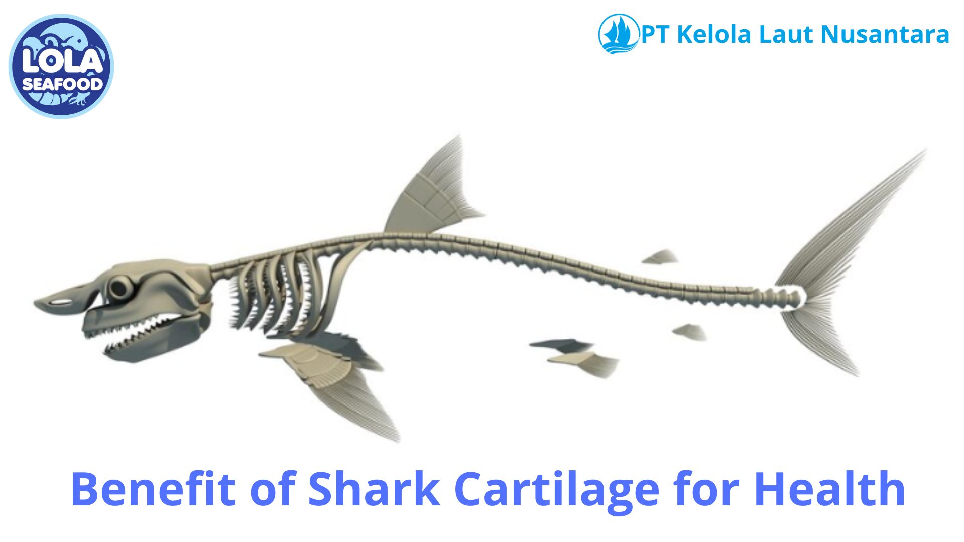 4 Benefit of Shark Cartilage For Health